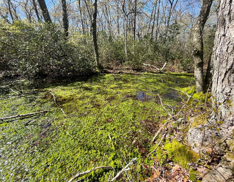 wetland delineation & environmental permitting-000