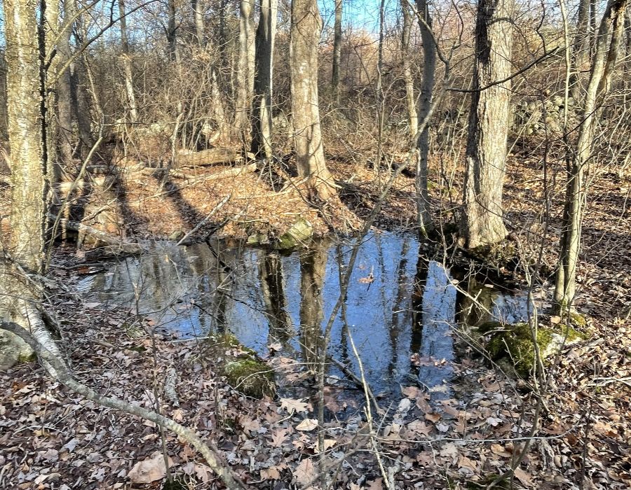 WL-D 4 Vernal Pool UPDATED