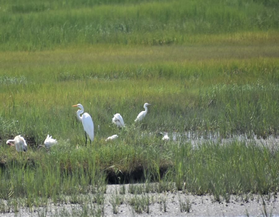 applied bio-004