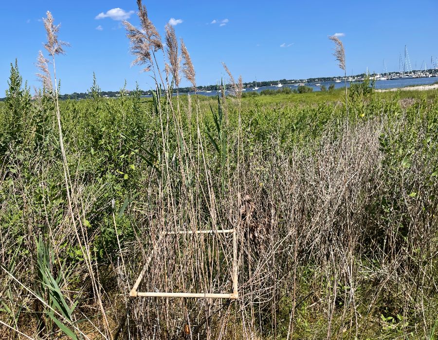 invasive species management-008