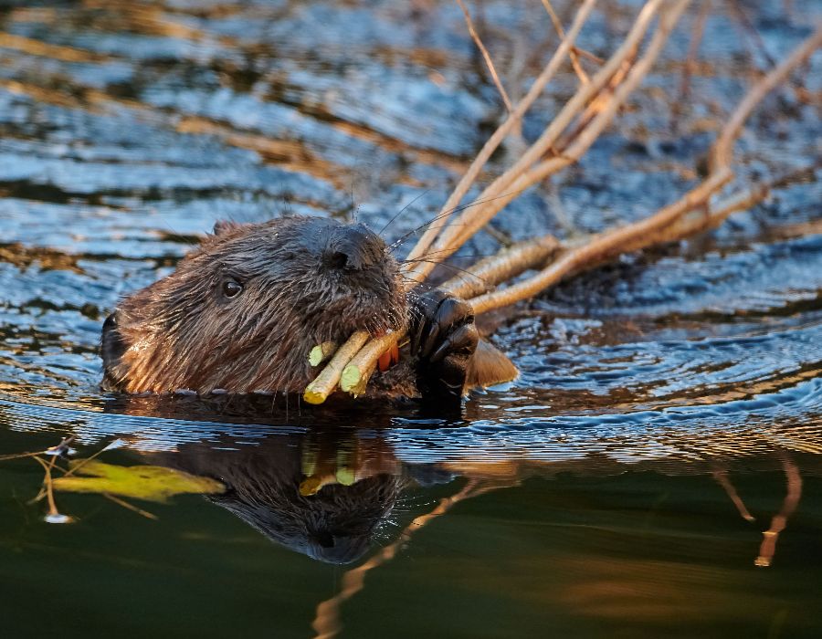 wildlife resources-002