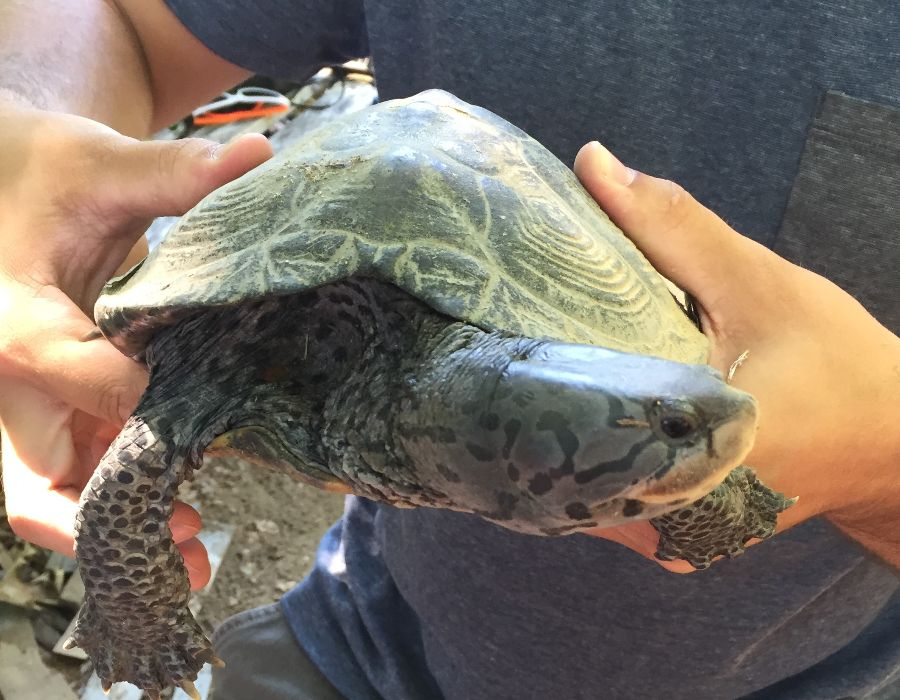 wildlife surveys & habitat evaluations-009